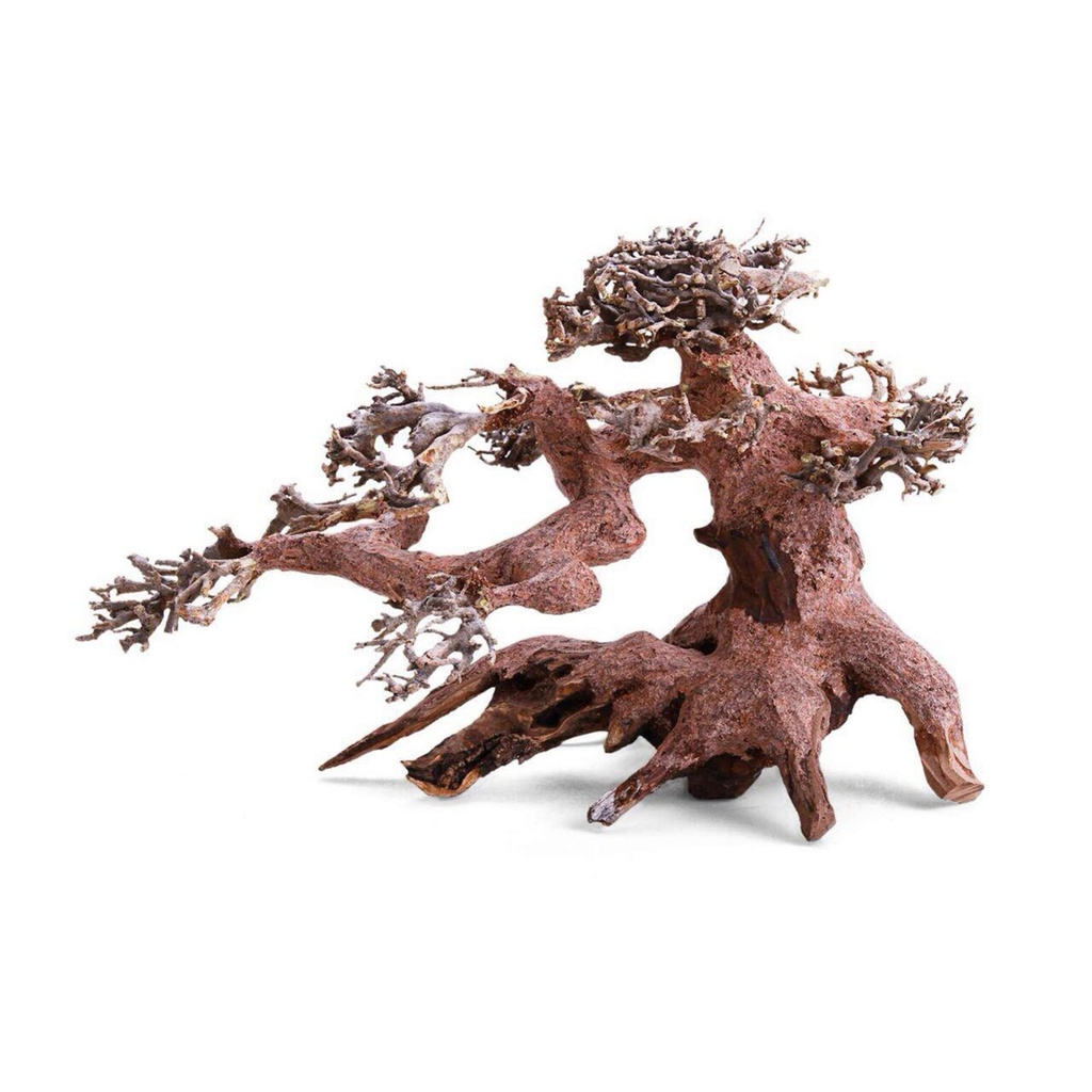 Bonsai Copa Lateral S 23X12X15