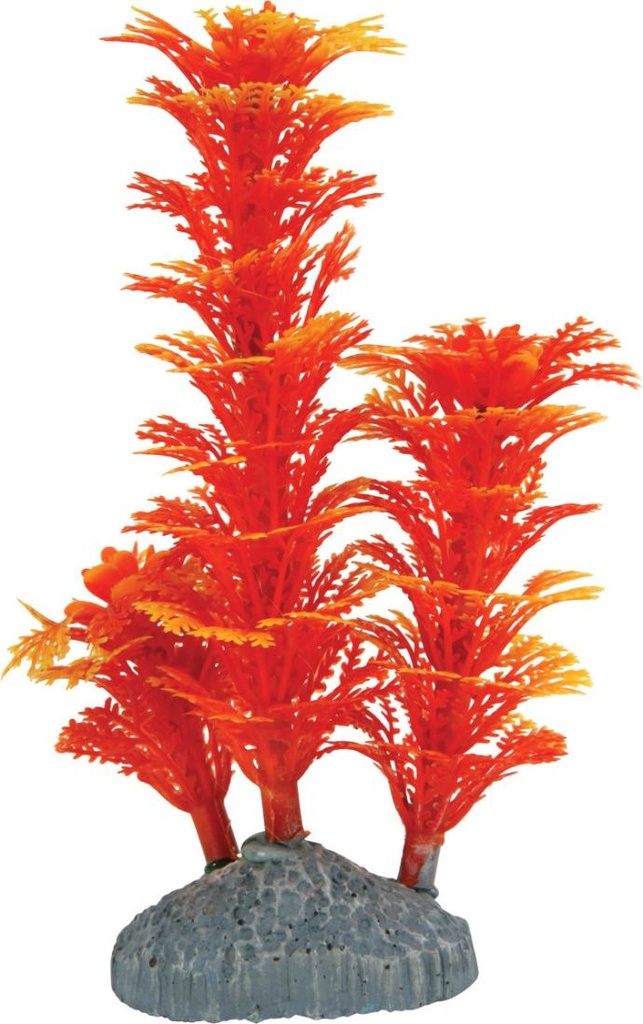 Color Planta Naranja S