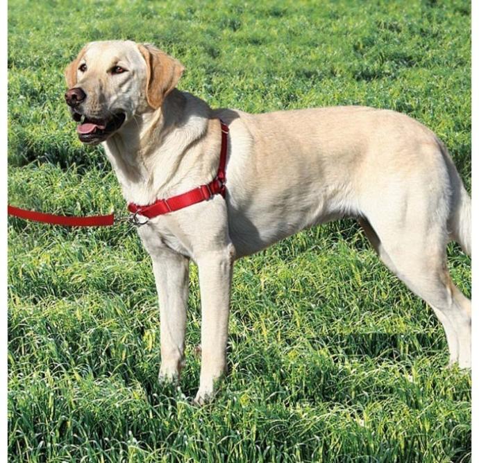 Easy Walk Arnes Extra Grande Rojo