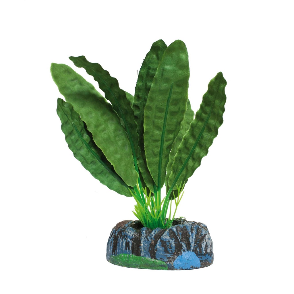 Pl. Aponogeton verde 14 cm. 