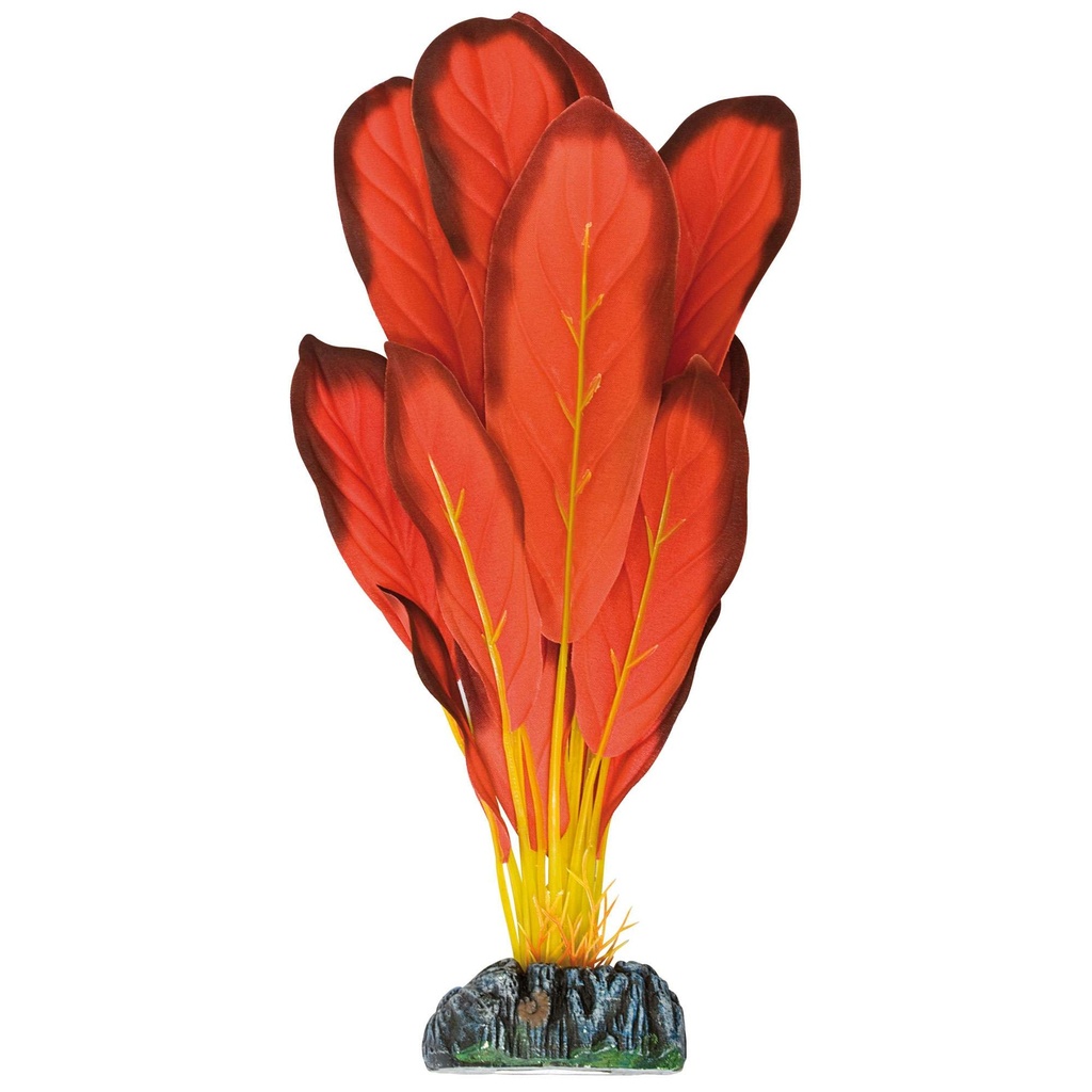 Pl. Seda Echinodorus Rojo 30cm