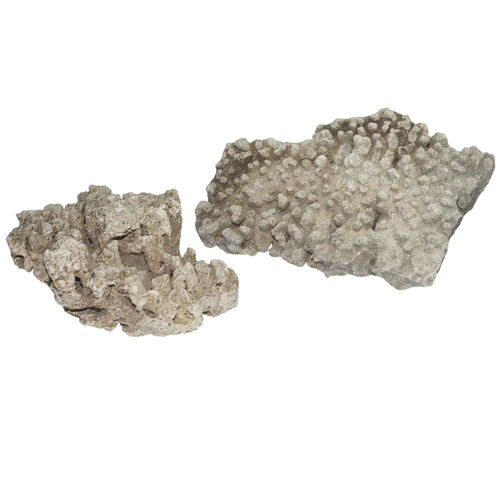 Rocas Arrecife de Coral 