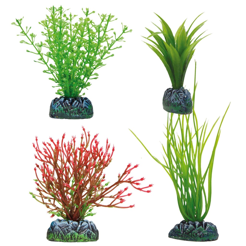 Set 4 plantas Acoru Amazona y Chara