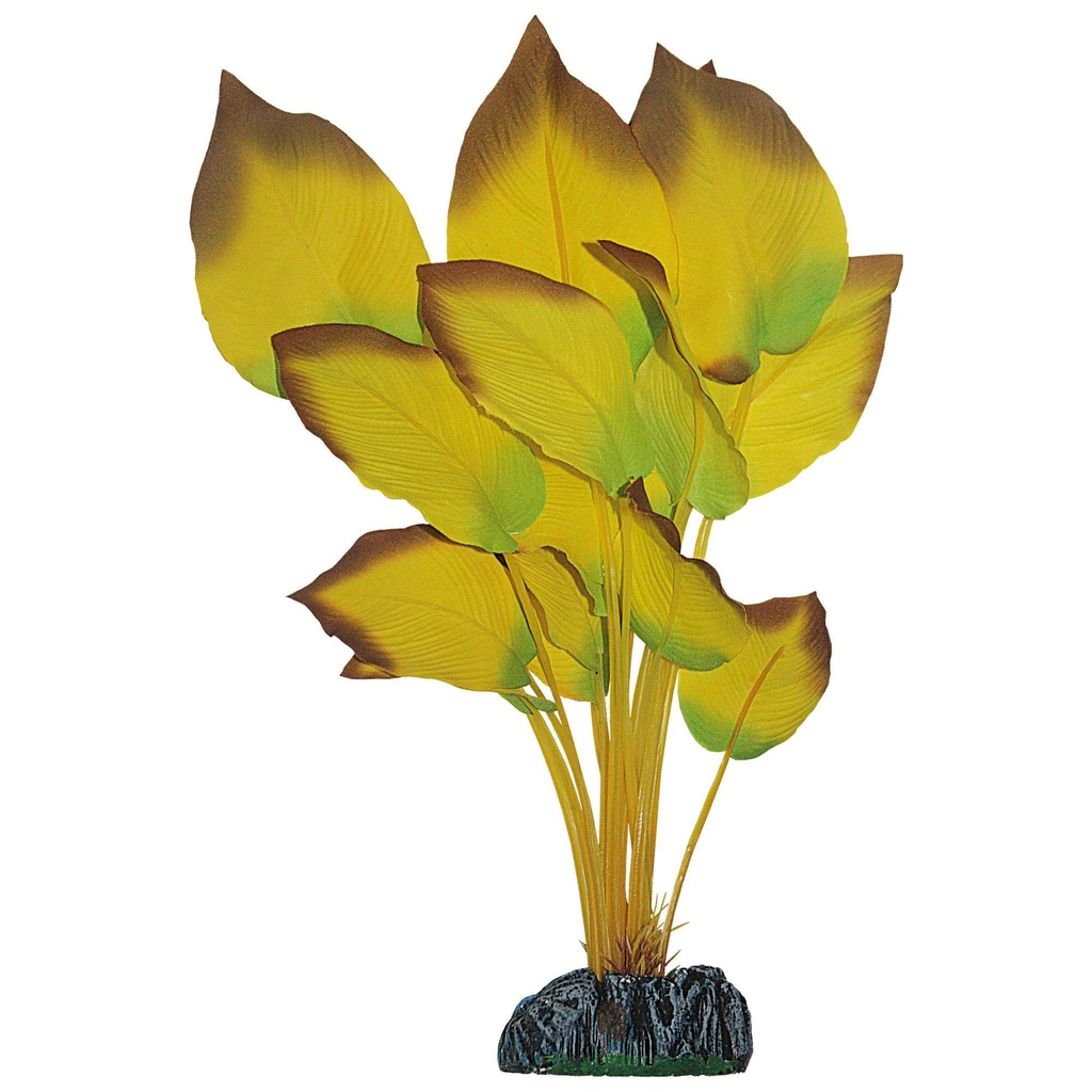 [AP1179] Anubias Amarilla 40cm