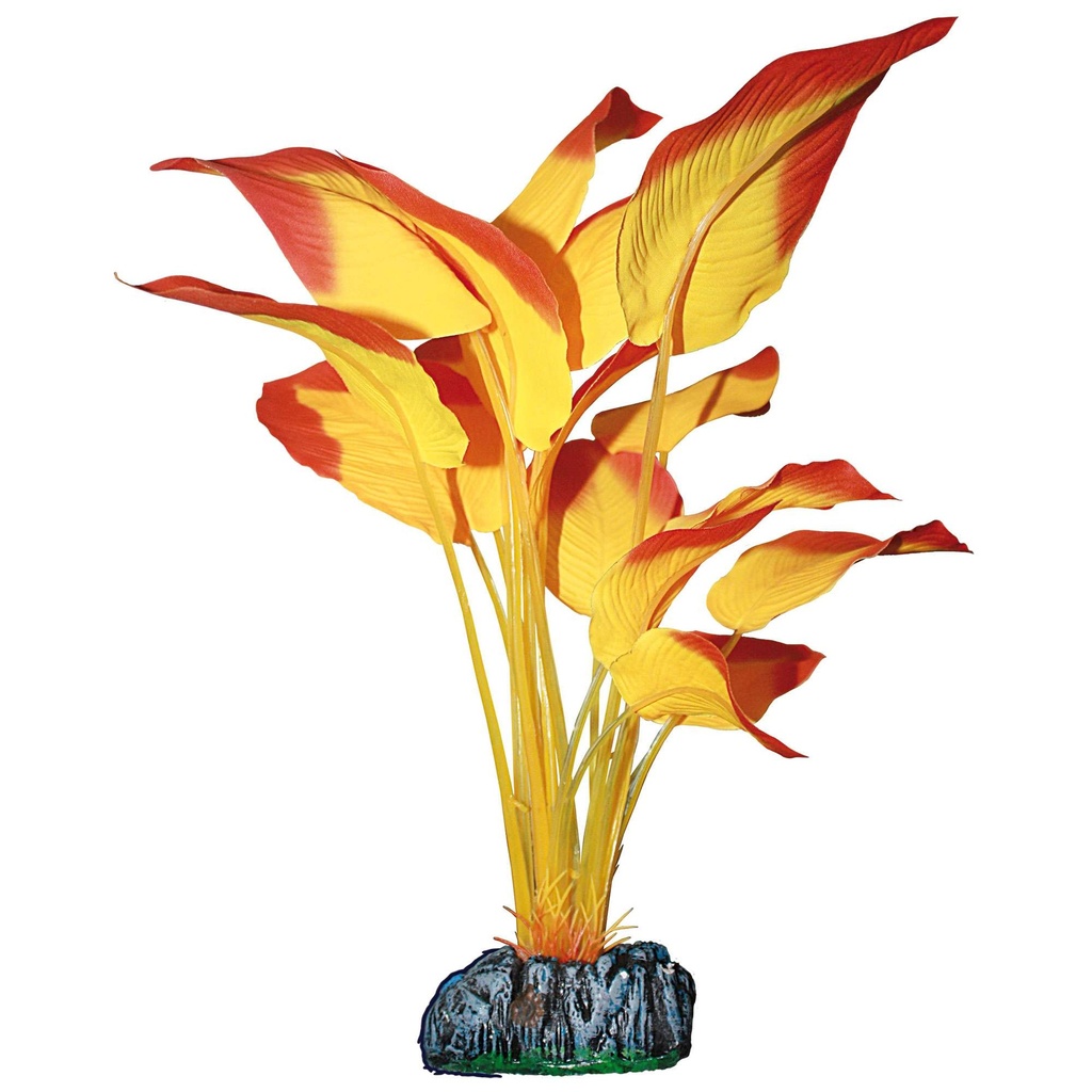 [AP1182] Anubias Naranja  20cm