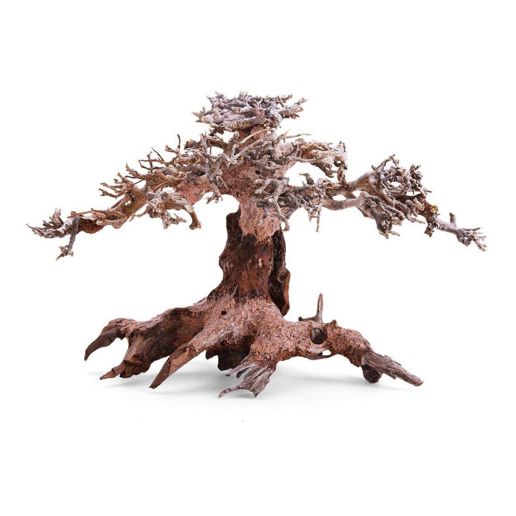 [BN1002] Bonsai Copa Lateral S 23X12X15