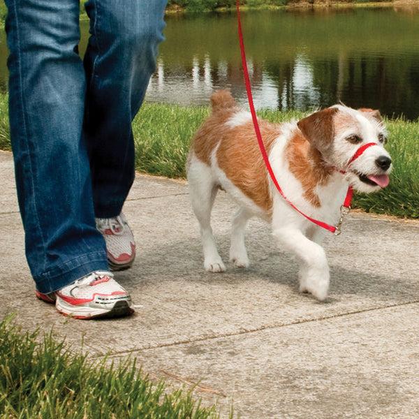 [EW-HC-S-RD-45] Easy Walk Ronzal Pequeño Rojo