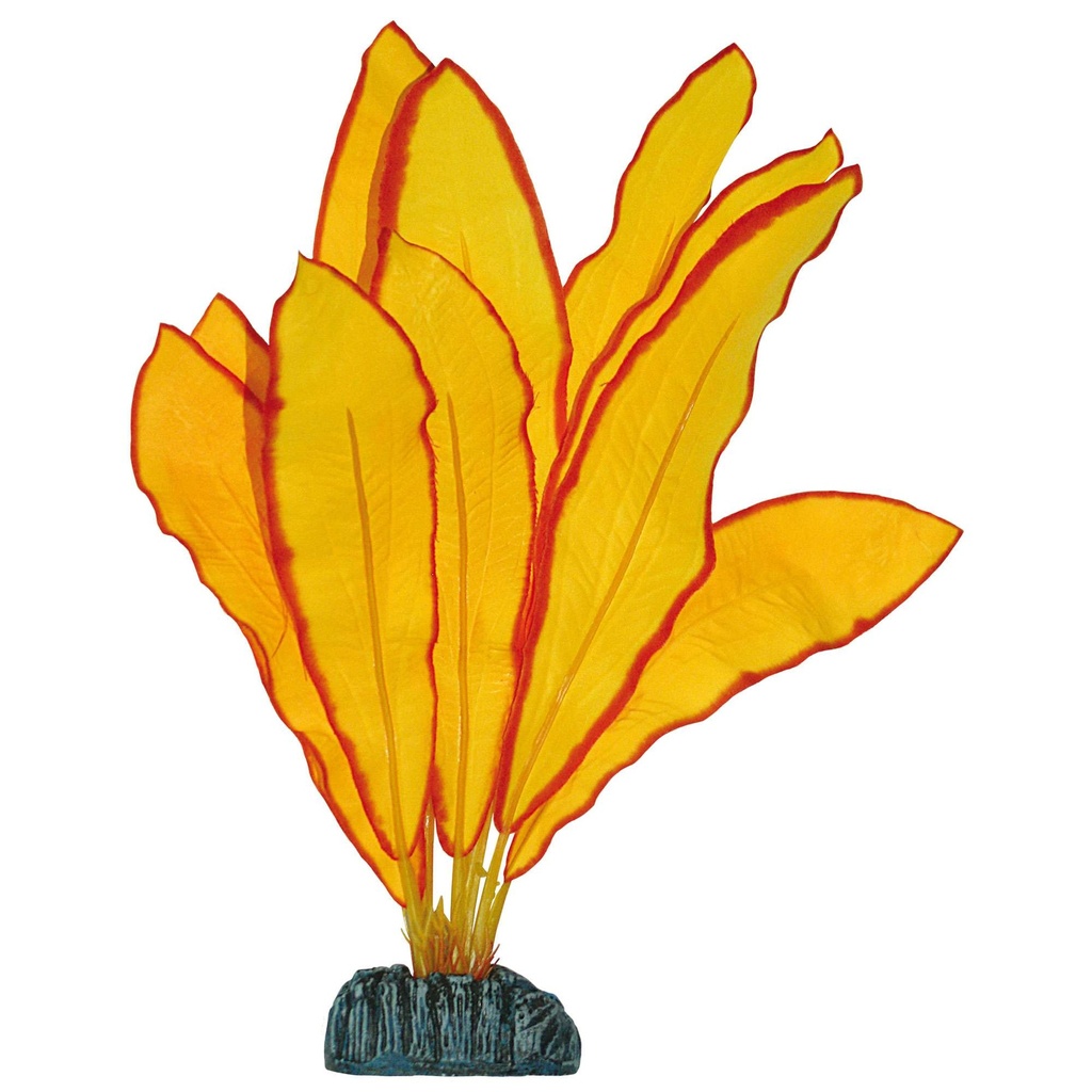 [AP1165] Echinodorus Amarillo  11cm