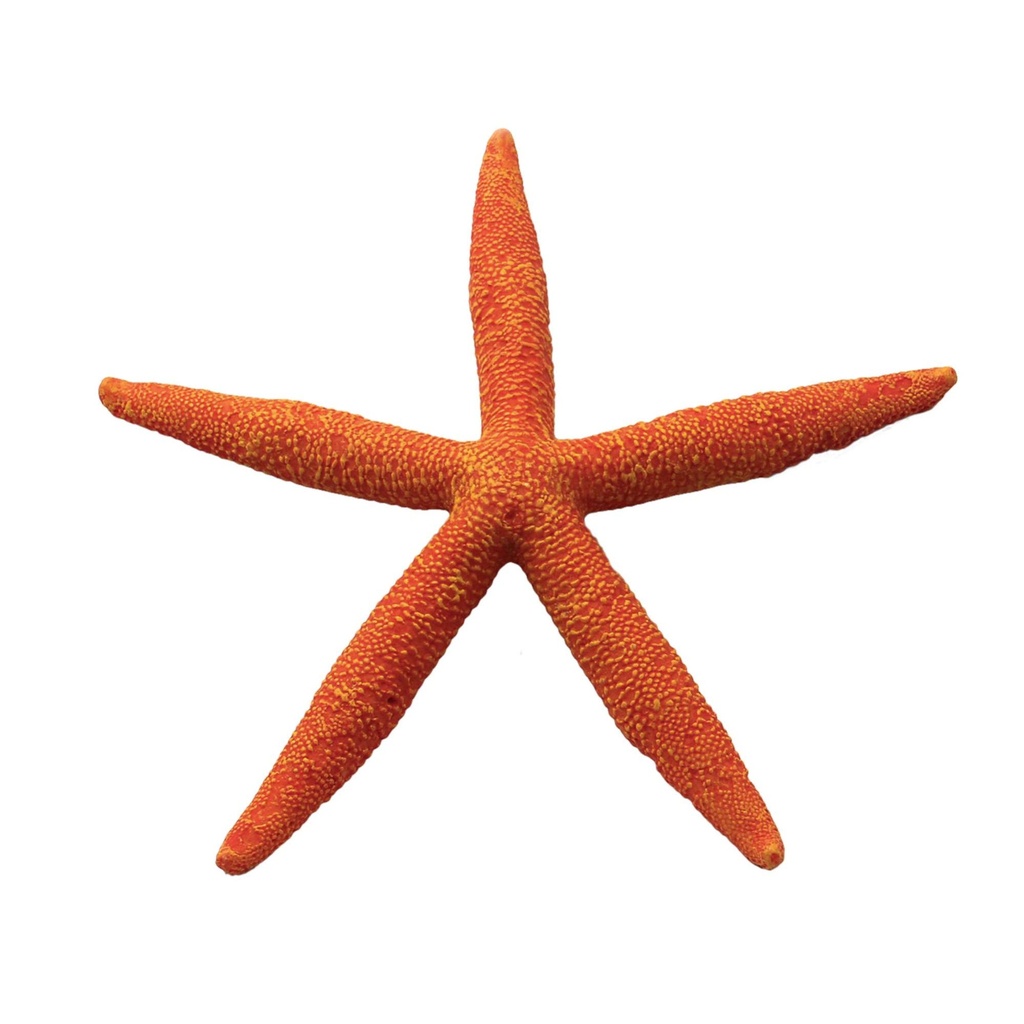 [OR204] Estrella Fina roja 15,5 cm.