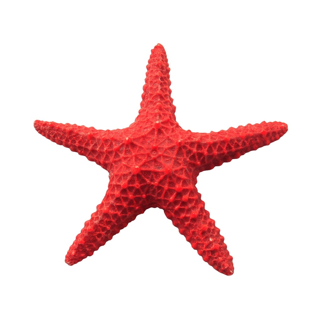 [OR207] Estrella Mar Roja 15,5 cm.