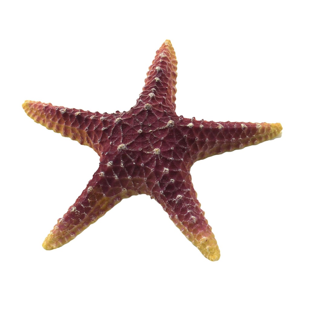 [OR208] Estrella de Mar Violeta 16 cm.