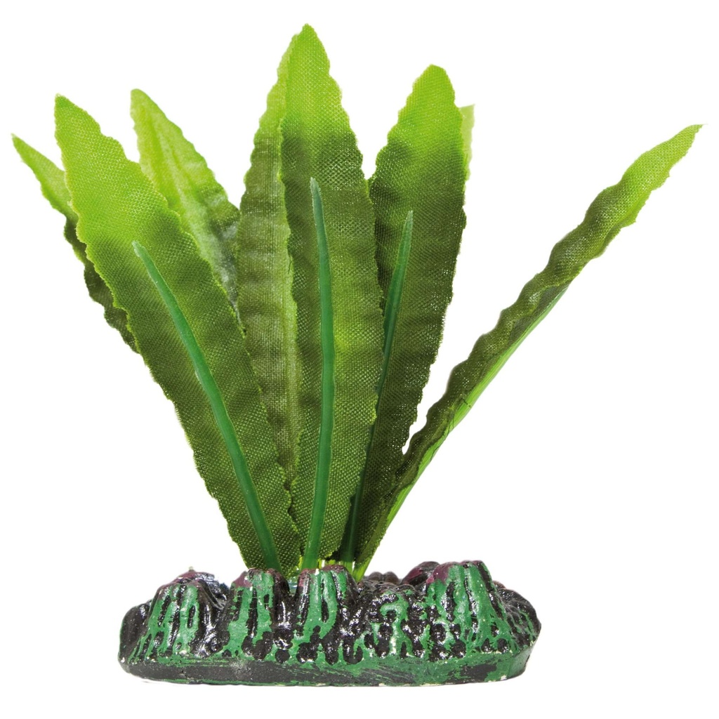 [AP1134] PLANTA DE SEDA APONOGETON 20 cm. 