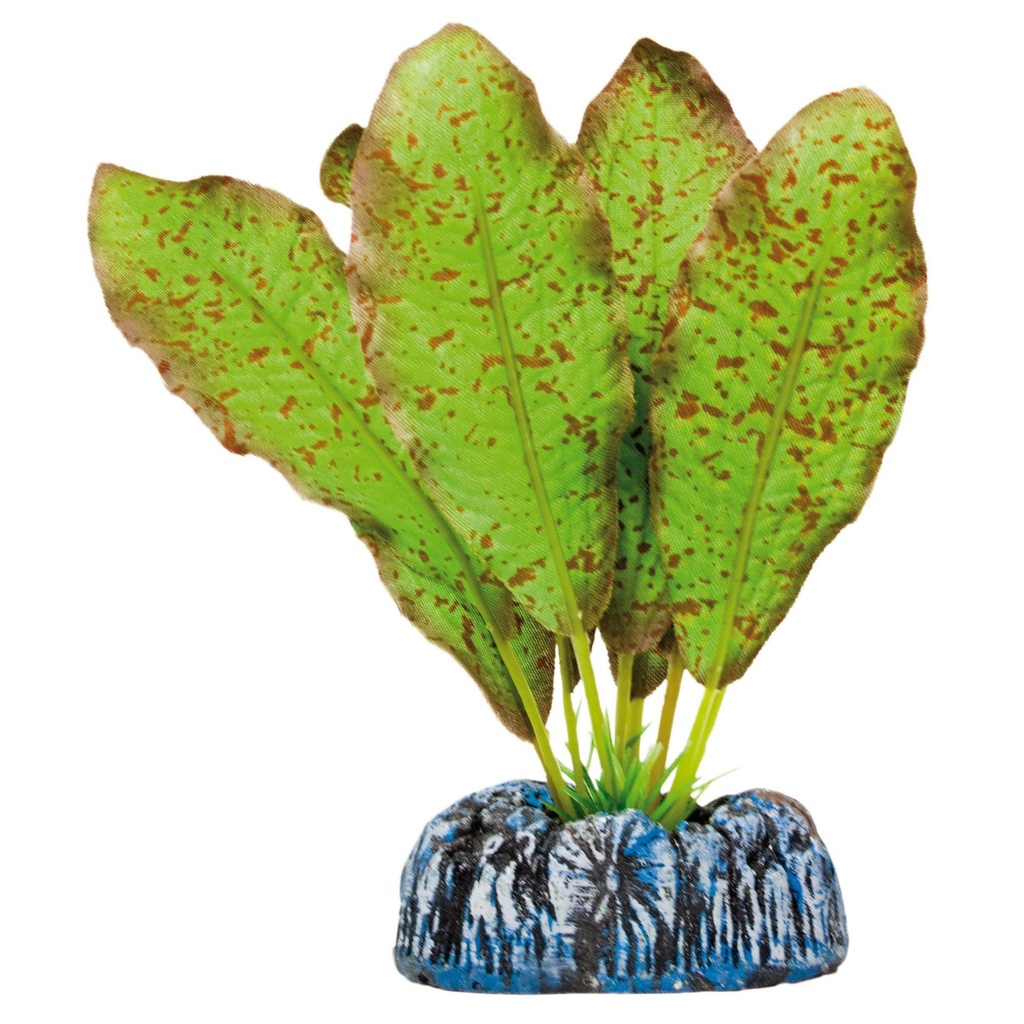 [AP1108] Pl. Seda Echinodorus Moteado 11cm