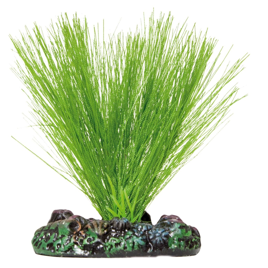 [AP1113] Pl. Seda Miriophyllum 40cms