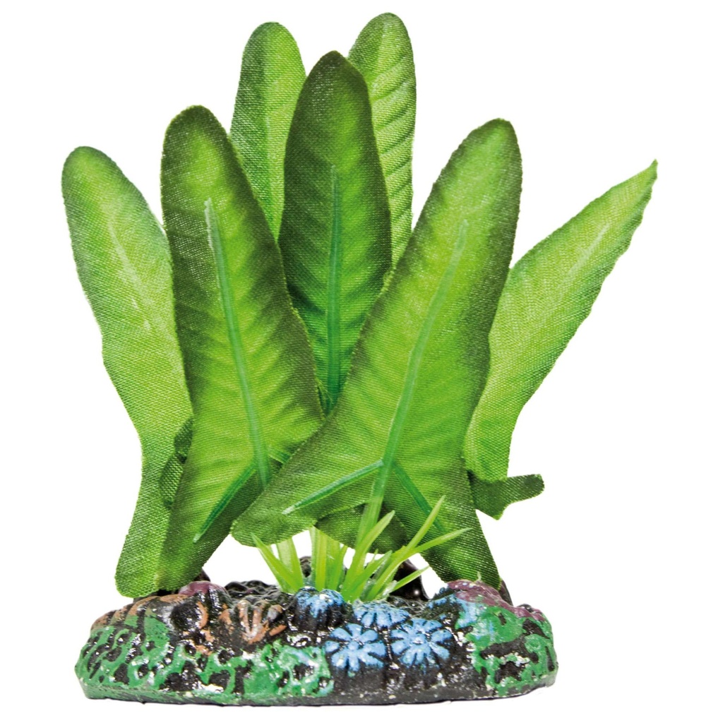 [AP1124] Pl. Seda Syngonium 7cms