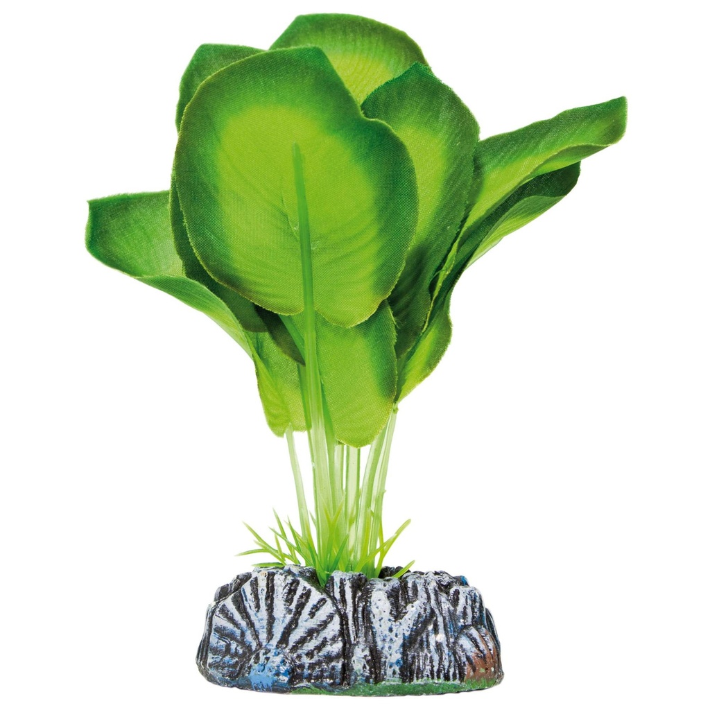 [AP1100] Planta de Seda Aglaonema 14cm