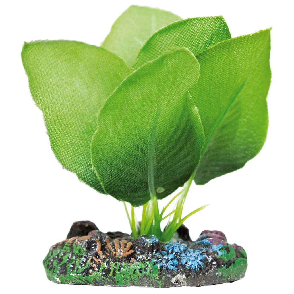 [AP1103] Planta de Seda Anubias Verde 7cm