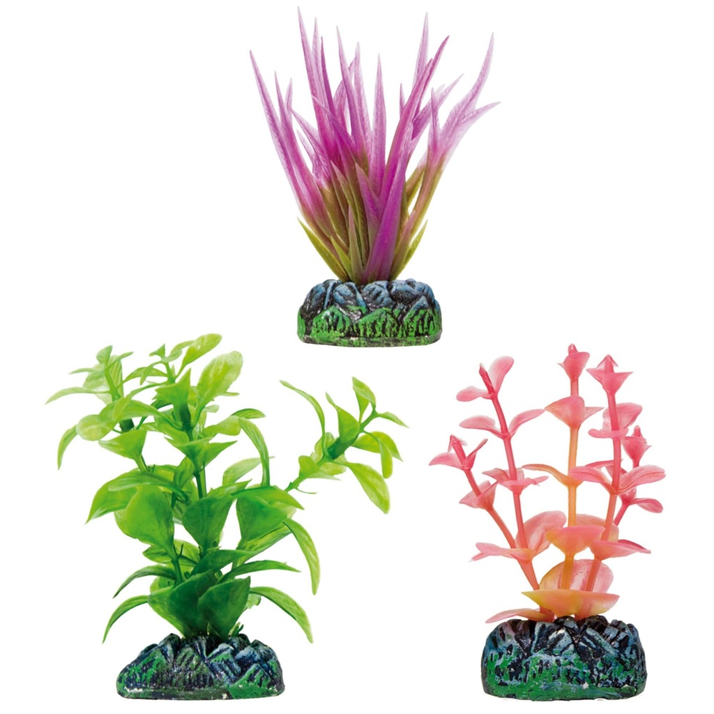 [AP1222] Set 3 Pl. Higrófila Acurus Bacopa