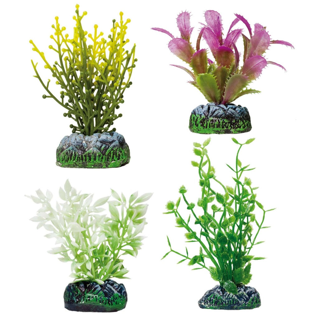 [AP1221] Set 4 Pl. Fucus Ludwigia  Alternan.